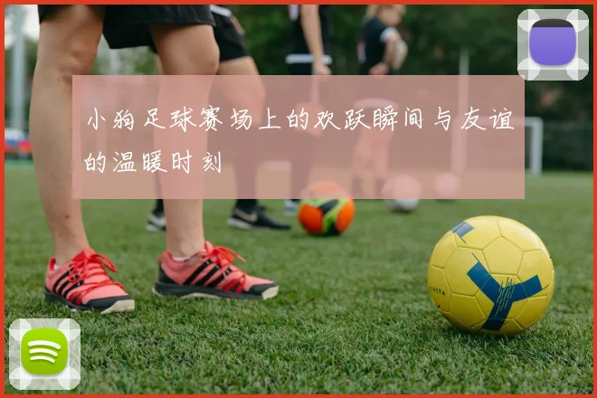 小狗足球赛场上的欢跃瞬间与友谊的温暖时刻